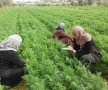 مشروع «التمكين الاقتصادي» للمرأة الريفية في سوريا بدعم من مركز الملك سلمان»