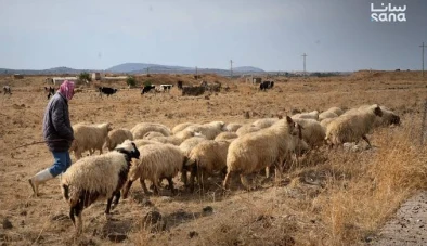 جرائم الاحتلال في رويحينة بريف القنيطرة تهدد الثروة الحيوانية وسبل العيش للأهالي