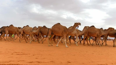 أصحاب قطيع الجمال في ريف الرقة يطالبون باسترداد حقهم بعد ثماني سنوات من المصادرة