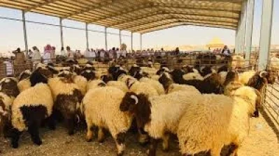 رسوم أردنية تدفع سوريا لتصدير أغنامها عبر العراق
