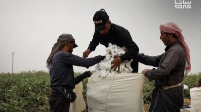 عمّال قِطاف القطن… رحلة الجِباه السُمر مع ذهب الرقة الأبيض