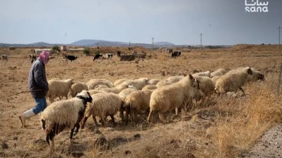 جرائم الاحتلال في رويحينة بريف القنيطرة تهدد الثروة الحيوانية وسبل العيش للأهالي