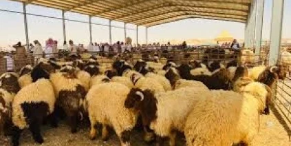 رسوم أردنية تدفع سوريا لتصدير أغنامها عبر العراق