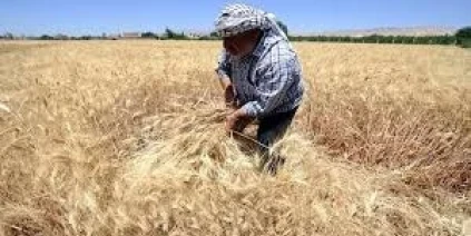 مرسوم رئاسي بمنح 9000 ليرة جديدة عن كل طن قمح يسلّمه المزارعون للمؤسسة السورية للحبوب