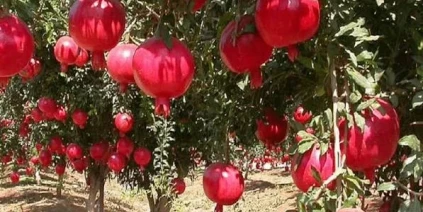 تقديرات بإنتاج نحو 44 ألف طن من محصول الرمان في درعا