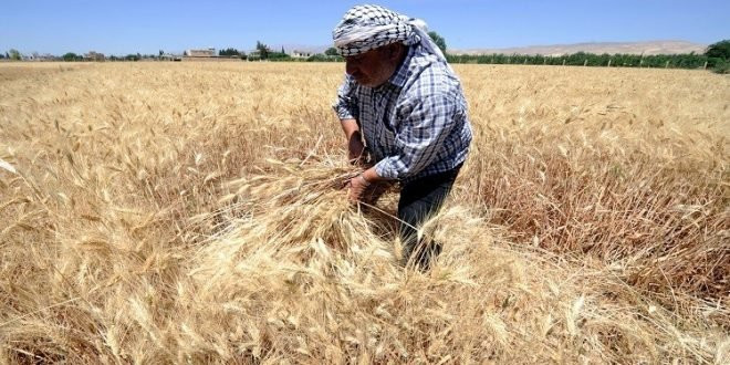 محصول القمح يواجه نقصا جادا