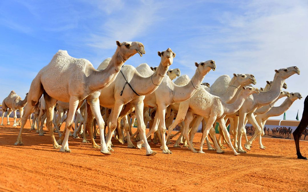 صورة تعبيرية