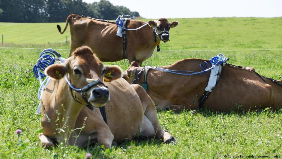 ابخاث في المانيا لتقدية كمية غازات الميتان المنبعثة / dw