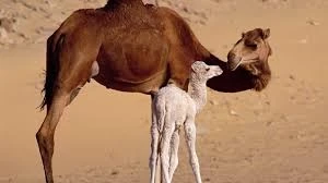 ناقة مع كعود
