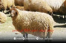 خروف العيد