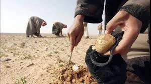 حامعو الكمأة في سوريا