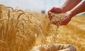 قمح العراق