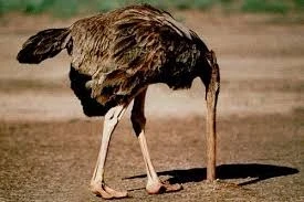 نعامة تدس رأسها في التراب