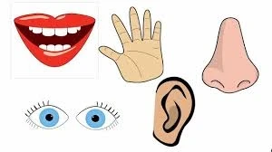 الحواس الخمس