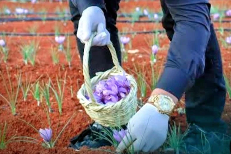 مصدر الصورة: راديو طيف