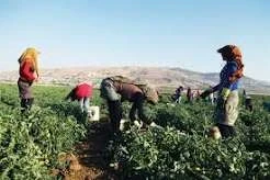 مزارعون سوريون في لبنان