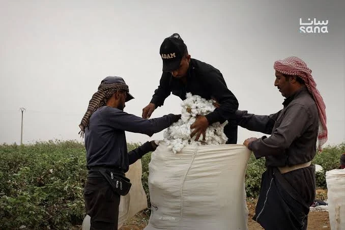 مزارعون يجنون القطن السوري